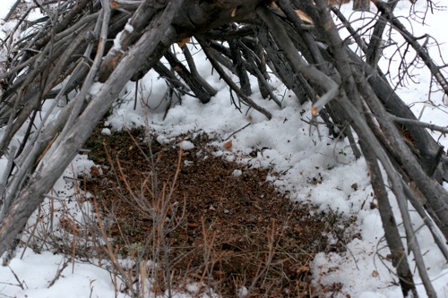 Pine needles and cone mattress
