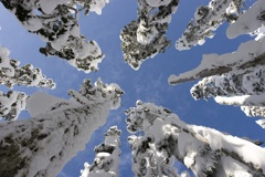 Mount Washington, BC, Canada, 2008