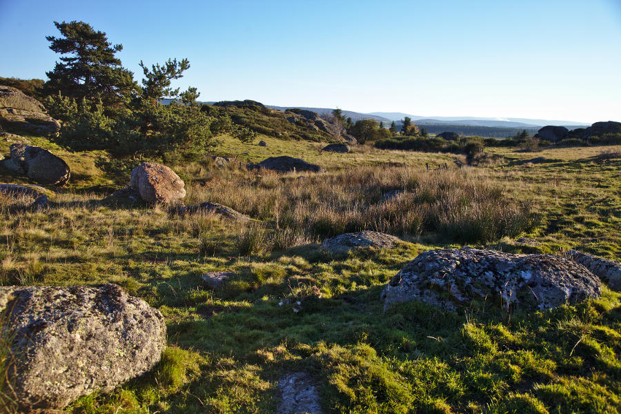 Plantation in Montbel, Lozère, October 2014