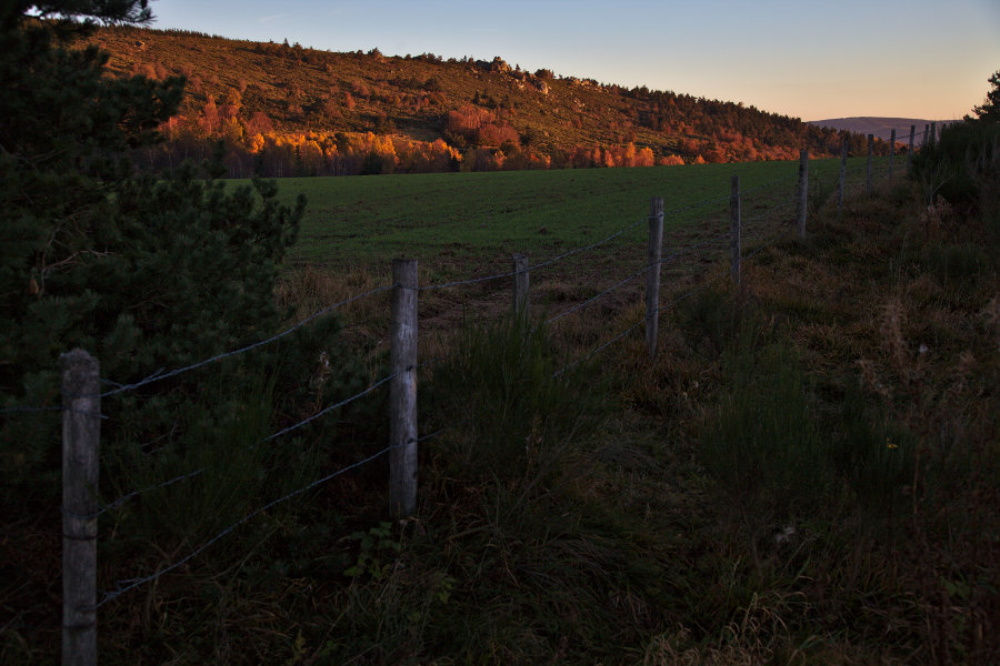 Plantation in Montbel, Lozère, October 2014