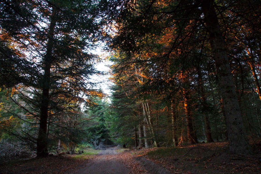 Plantation in Montbel, Lozère, October 2014