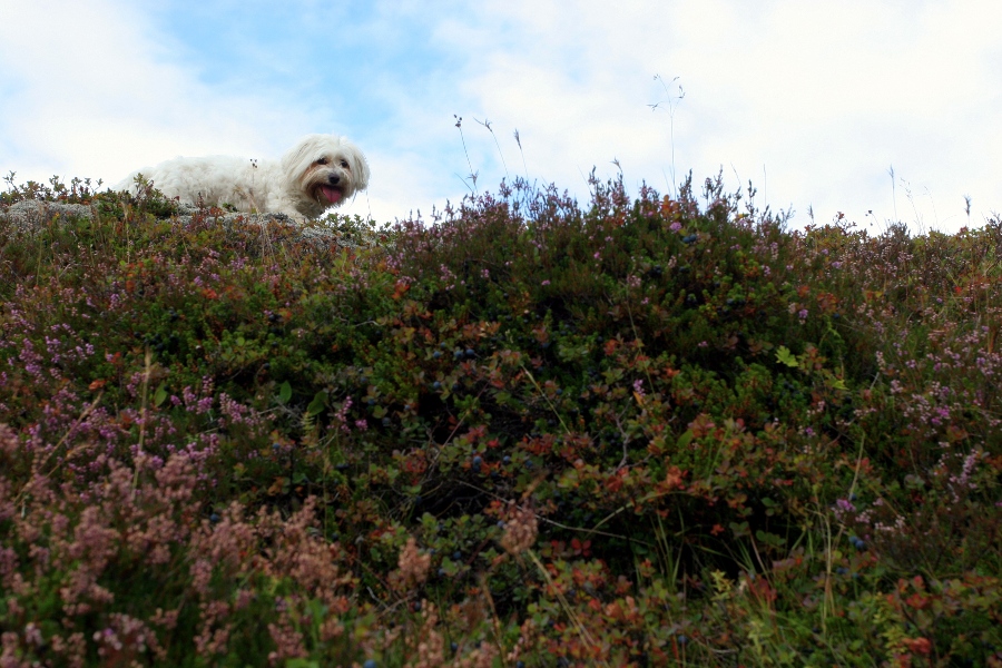 Day out around Esja, Iceland, August 2011