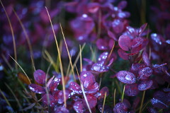 Blueberries in Hvalvatn, Iceland - October 2012