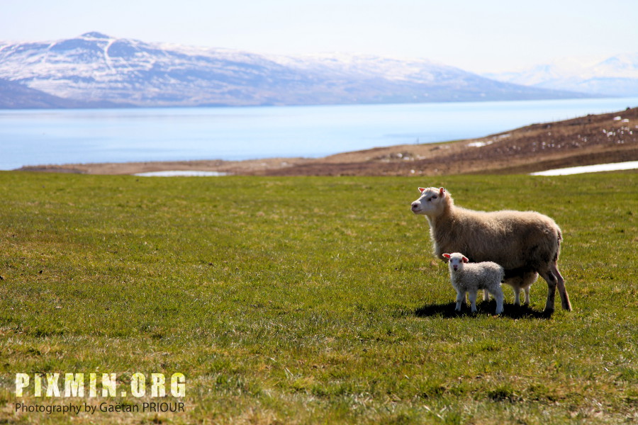 Week End in the North of Iceland, 2012