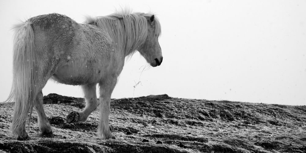 Feeding the horses