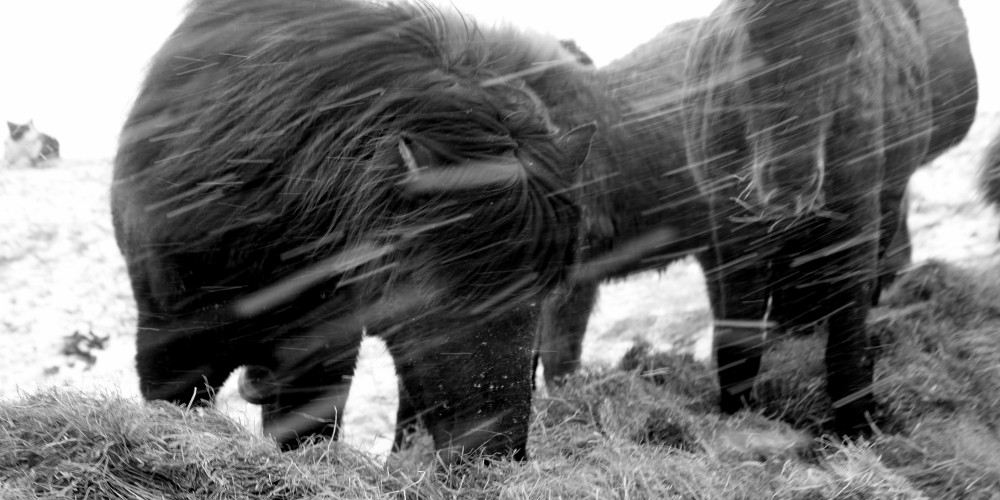 Feeding the horses