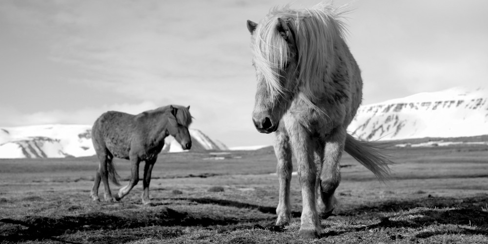Icelandic horses portraits