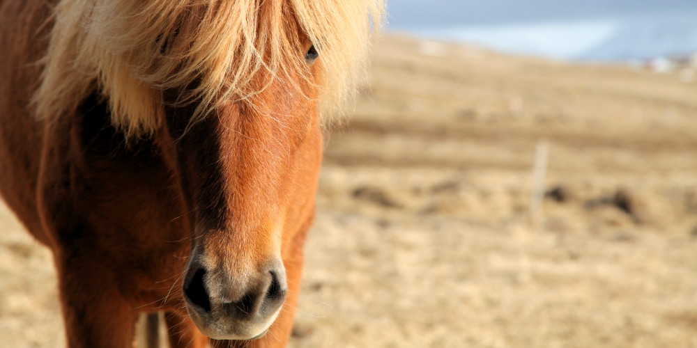 Icelandic horses portraits