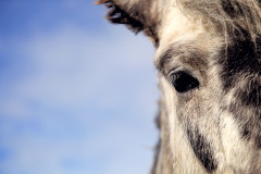 Icelandic Horses Portraits, Tumabrekka, Iceland 2013