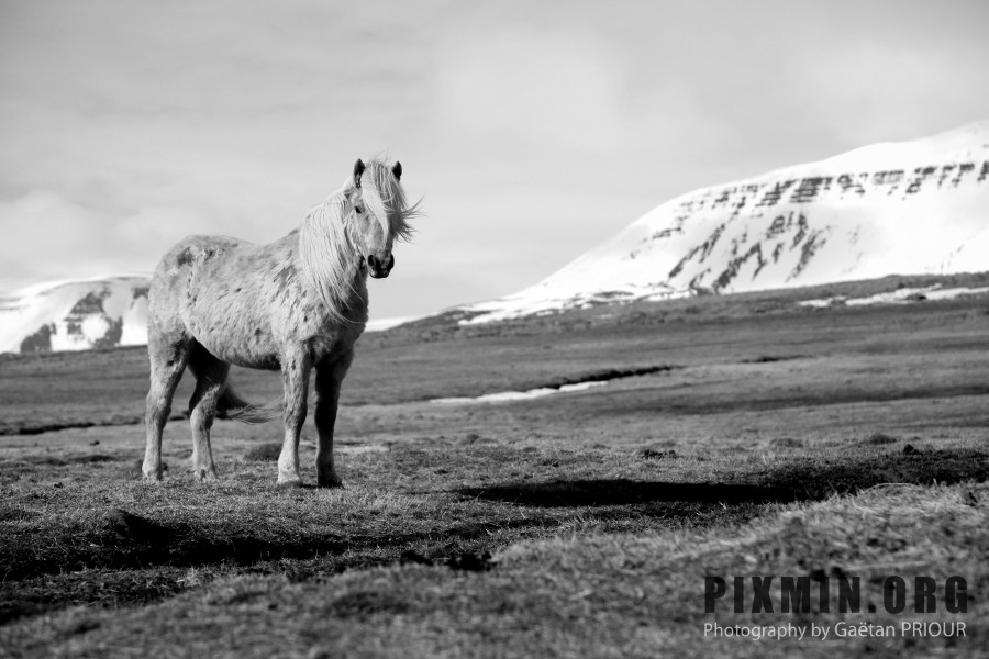 Horses in Tumabrekka, Skagafjordur, Iceland 2013