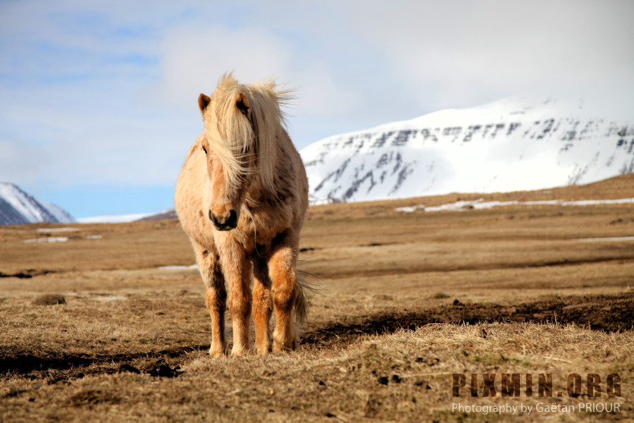 Horses in Tumabrekka, Skagafjordur, Iceland 2013