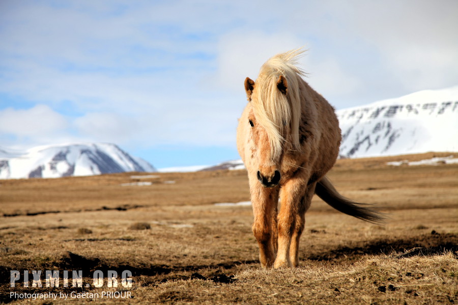 Horses in Tumabrekka, Skagafjordur, Iceland 2013