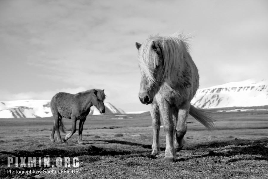 Horses in Tumabrekka, Skagafjordur, Iceland 2013