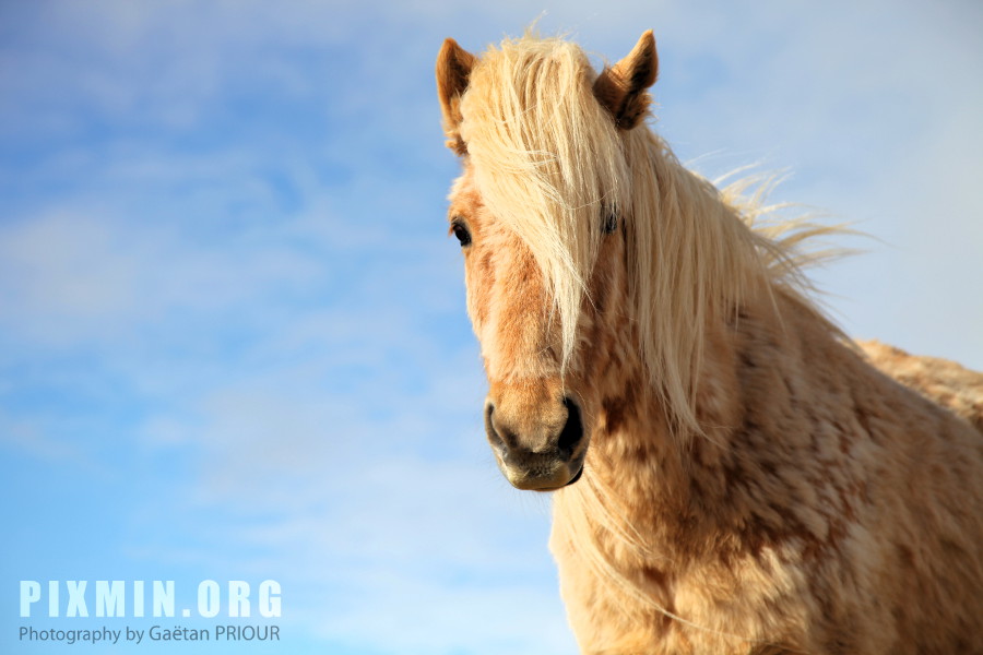 Horses in Tumabrekka, Skagafjordur, Iceland 2013