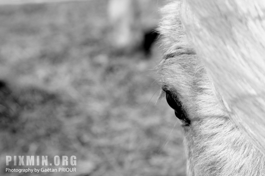 Horses in Tumabrekka, Skagafjordur, Iceland 2013