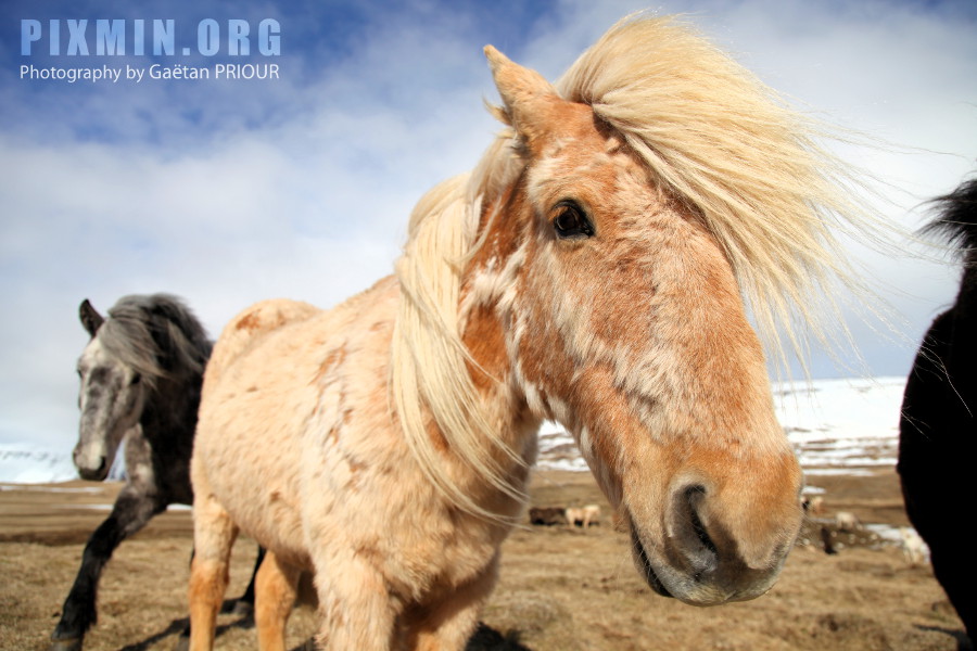 Horses in Tumabrekka, Skagafjordur, Iceland 2013