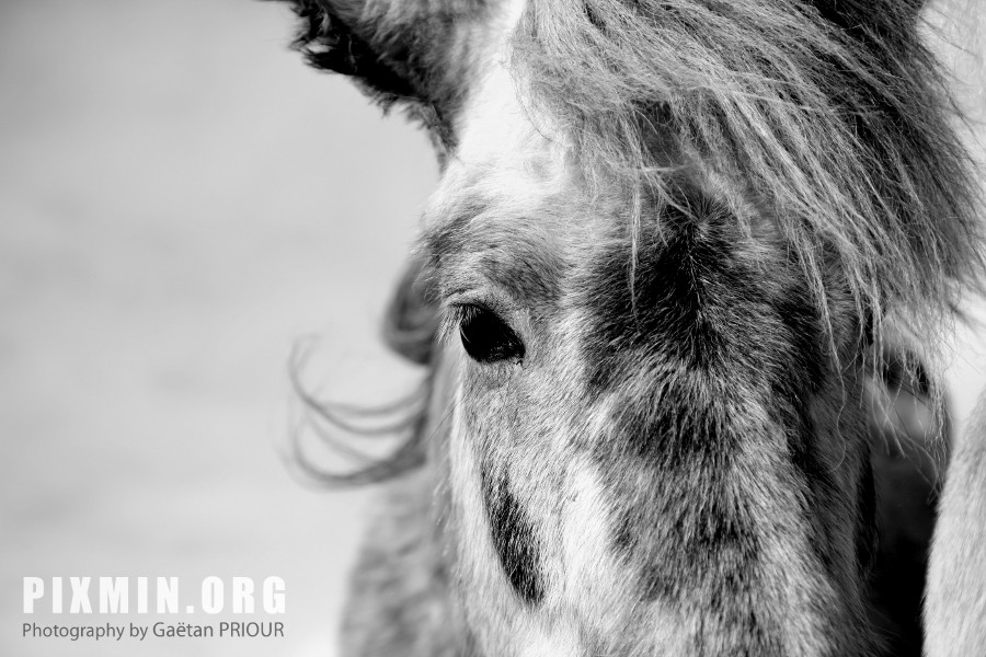 Horses in Tumabrekka, Skagafjordur, Iceland 2013