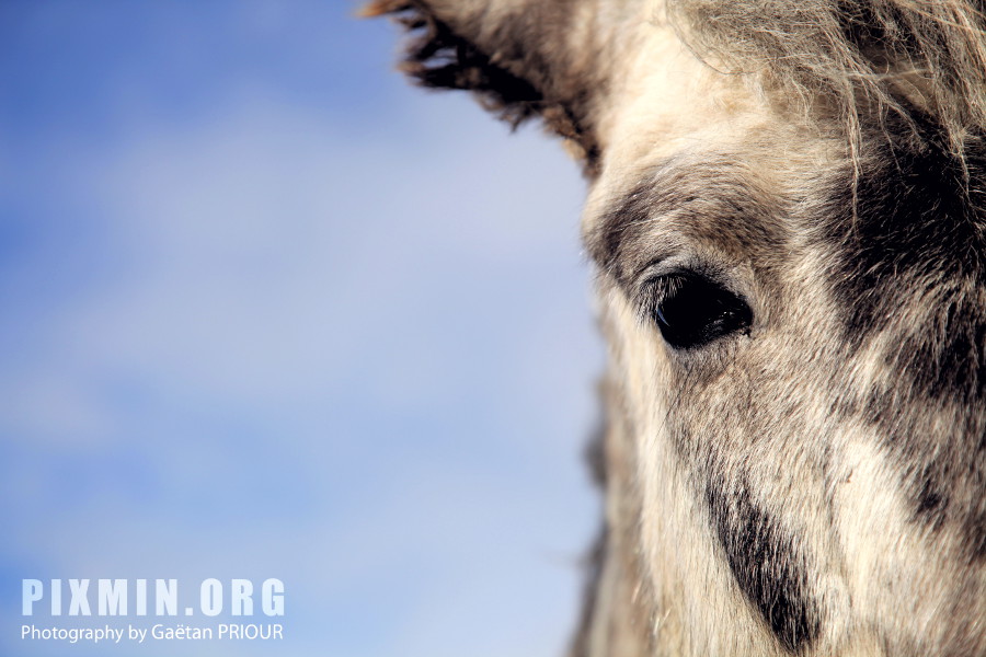 Horses in Tumabrekka, Skagafjordur, Iceland 2013