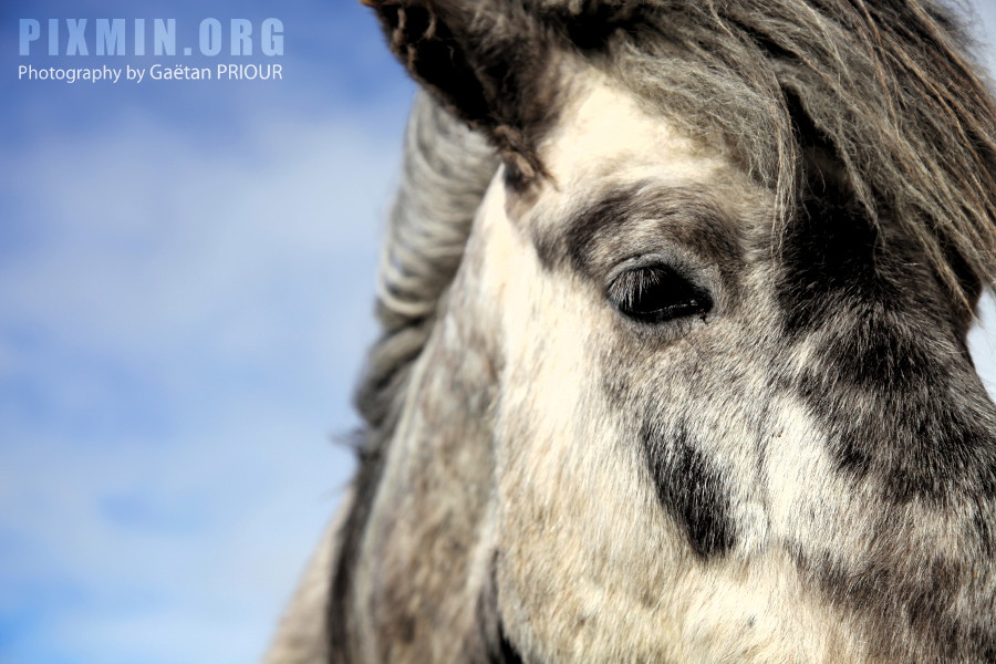 Horses in Tumabrekka, Skagafjordur, Iceland 2013