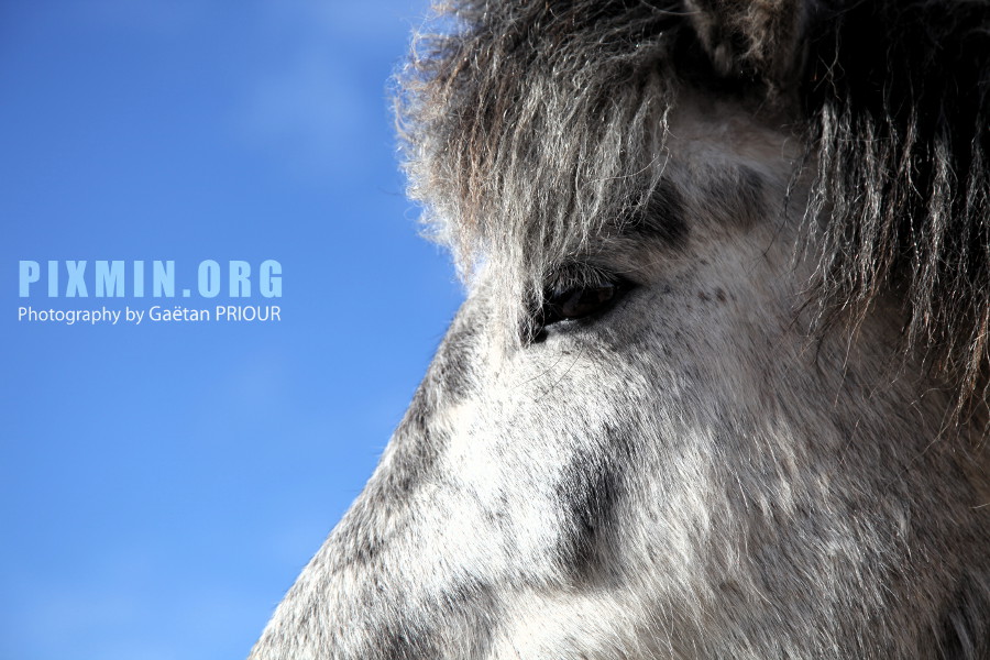 Horses in Tumabrekka, Skagafjordur, Iceland 2013