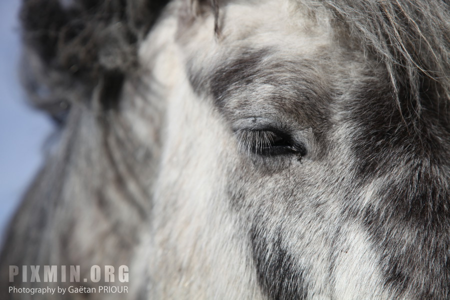 Horses in Tumabrekka, Skagafjordur, Iceland 2013