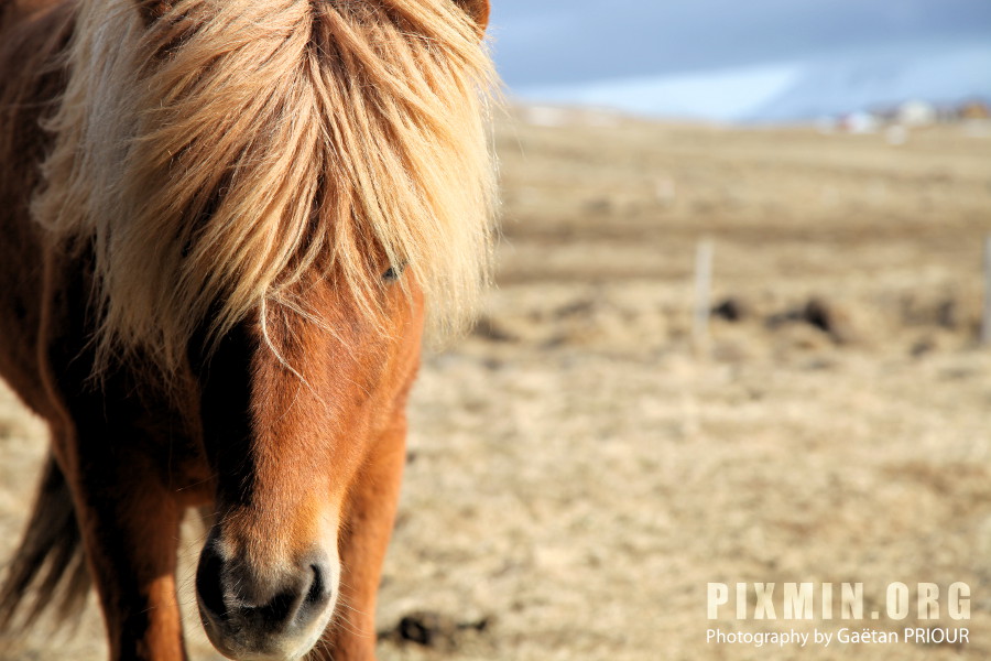 Horses in Tumabrekka, Skagafjordur, Iceland 2013