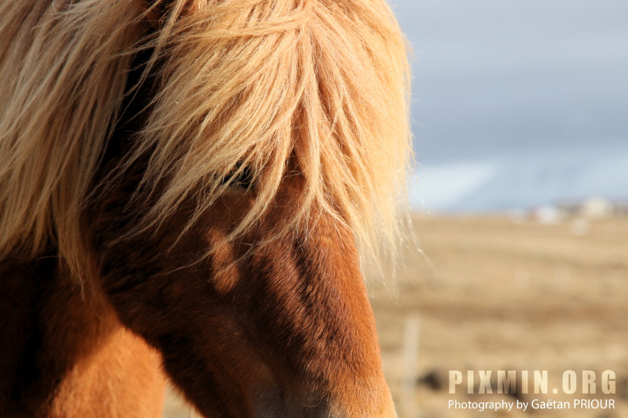 Horses in Tumabrekka, Skagafjordur, Iceland 2013