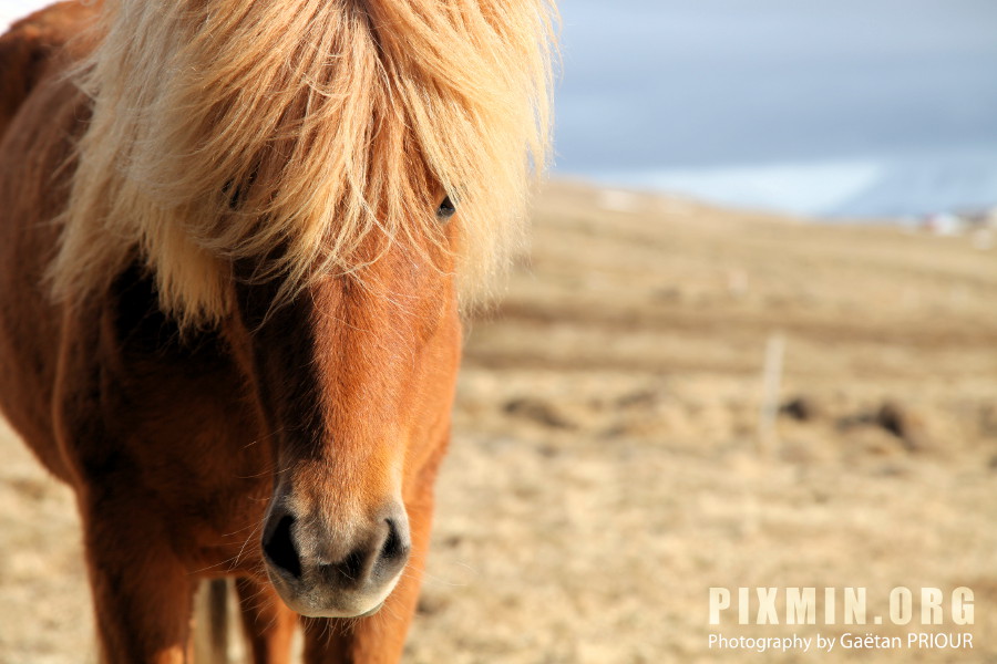 Horses in Tumabrekka, Skagafjordur, Iceland 2013