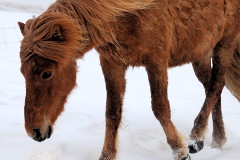 Feeding the horses, Tumabrekka, Iceland 2013