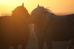 Horses at sunset, Tumabrekka, Iceland 2013