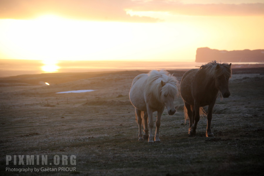 Icelandic Horses Portraits, Tumabrekka, Iceland 2013