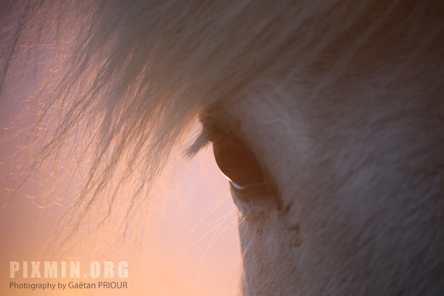 Icelandic Horses Portraits, Tumabrekka, Iceland 2013