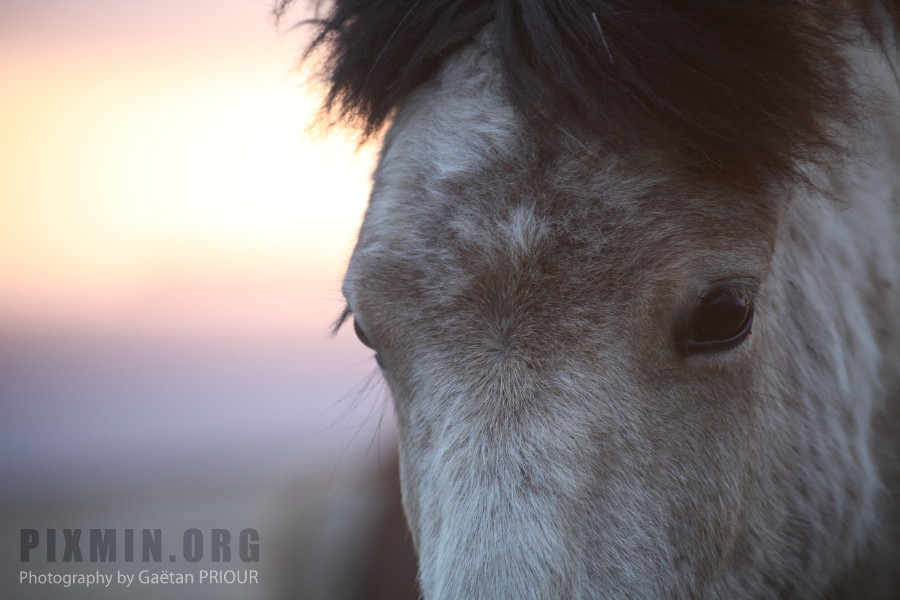 Icelandic Horses Portraits, Tumabrekka, Iceland 2013