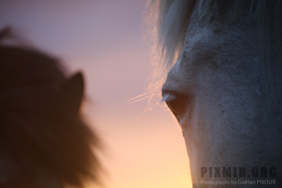 Icelandic Horses Portraits, Tumabrekka, Iceland 2013