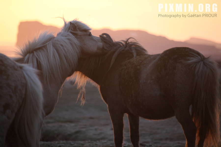 Icelandic Horses Portraits, Tumabrekka, Iceland 2013