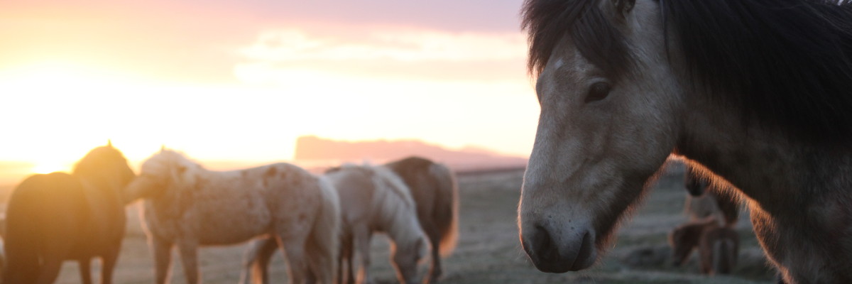 Horses at sunset