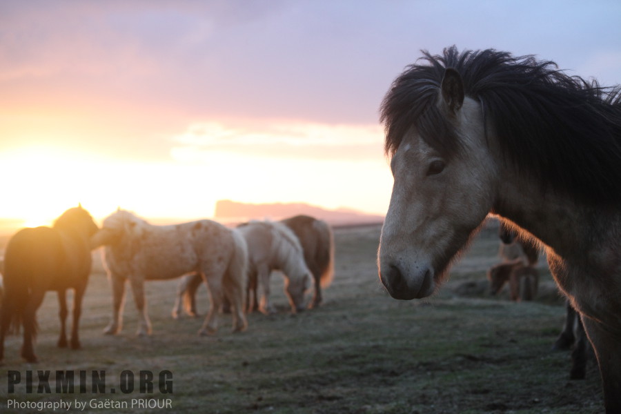 Icelandic Horses Portraits, Tumabrekka, Iceland 2013