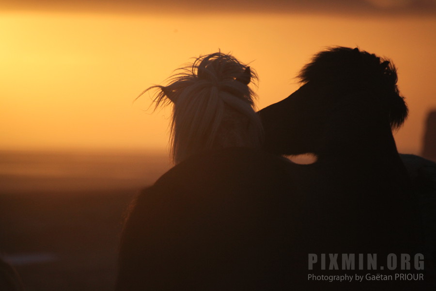 Icelandic Horses Portraits, Tumabrekka, Iceland 2013