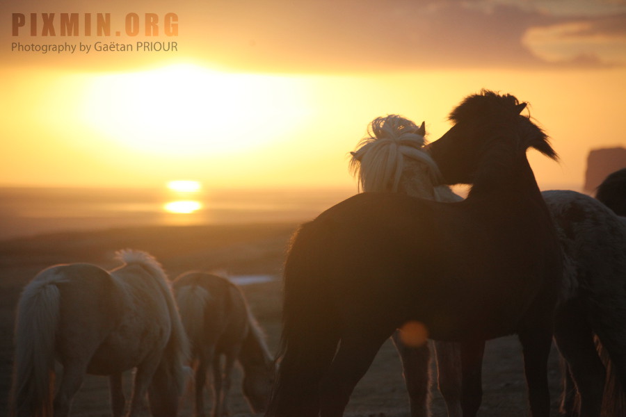 Icelandic Horses Portraits, Tumabrekka, Iceland 2013