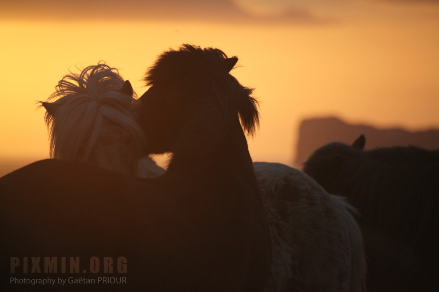 Icelandic Horses Portraits, Tumabrekka, Iceland 2013