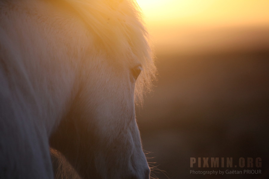 Icelandic Horses Portraits, Tumabrekka, Iceland 2013