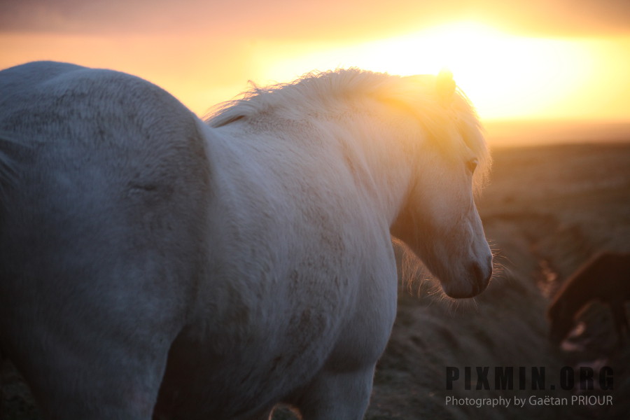 Icelandic Horses Portraits, Tumabrekka, Iceland 2013