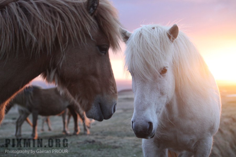 Icelandic Horses Portraits, Tumabrekka, Iceland 2013