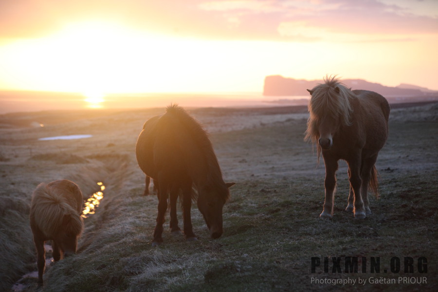 Icelandic Horses Portraits, Tumabrekka, Iceland 2013