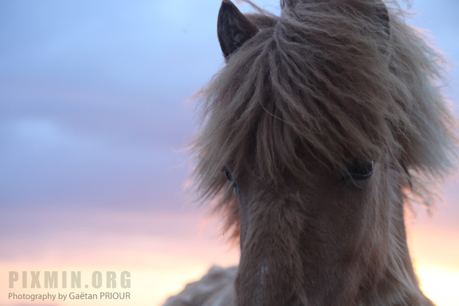 Icelandic Horses Portraits, Tumabrekka, Iceland 2013