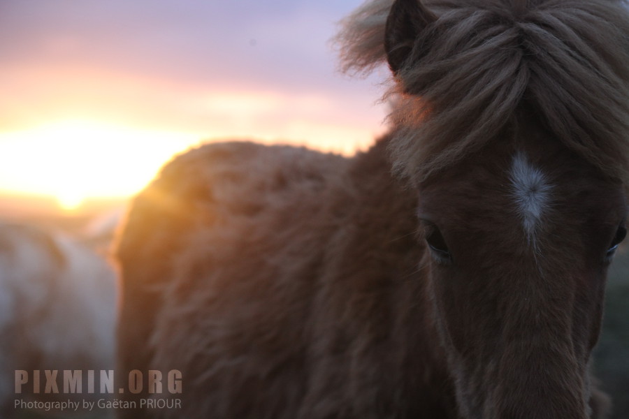 Icelandic Horses Portraits, Tumabrekka, Iceland 2013