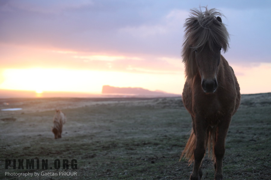 Icelandic Horses Portraits, Tumabrekka, Iceland 2013