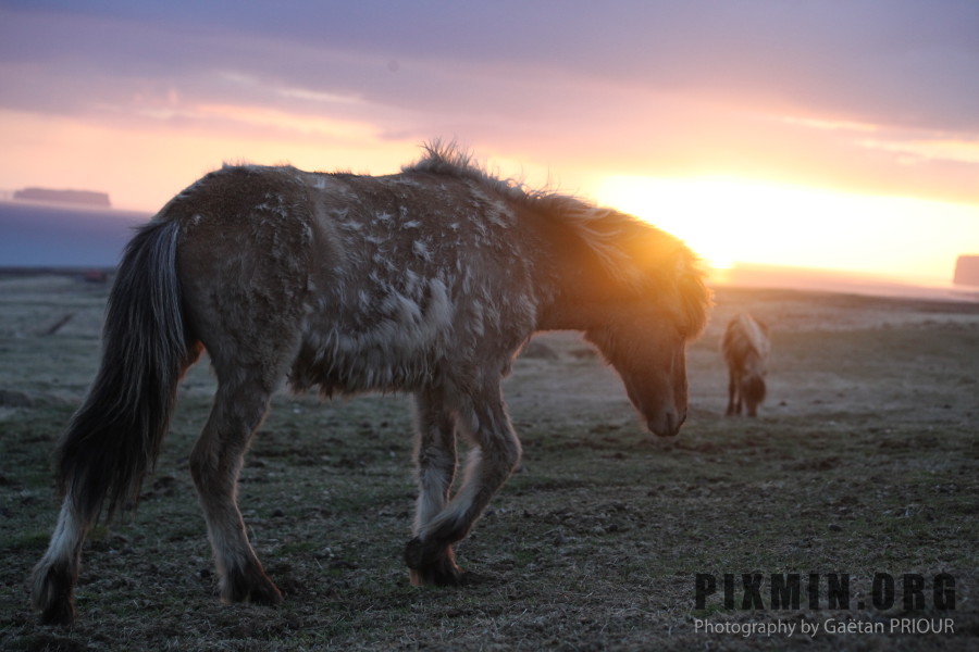 Icelandic Horses Portraits, Tumabrekka, Iceland 2013