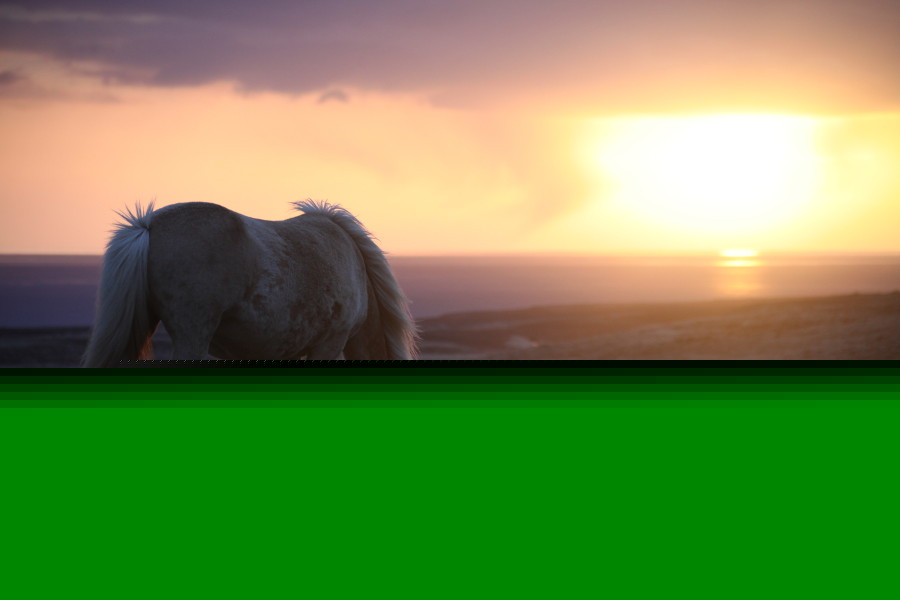 Icelandic Horses Portraits, Tumabrekka, Iceland 2013