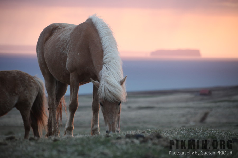 Icelandic Horses Portraits, Tumabrekka, Iceland 2013